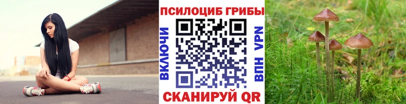 Псилоцибиновые грибы Psilocybe  Купить где  Карабаш 